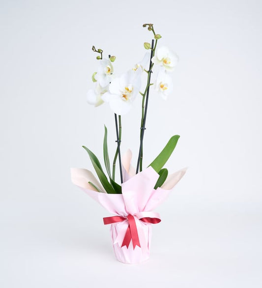 PLANTA NATURAL DE ORQUIDEA (CONSULTAR COLORES)
